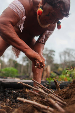 Waurá farmer cultivating cassava (manioc) using traditional methods.