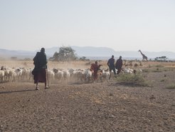 Recent years have seen an increasingly dry “rainy season” in Tanzania, threatening the pastoralist livelihood of Maasai communities like the one pictured here in the Oldupai Gorge (also known as Olduvai George), one of the most important paleoanthropological sites in the world