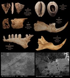 Selection of photographs of faunal remains and SEM of cut/percussion marks. A selection of faunal remains (a-f) from taxa identifiable as either forest or savanna dwelling. One tooth sampled for isotope analysis is shown (f).