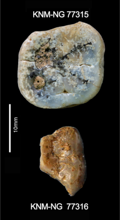 Paranthropus molars recovered from Nyayanga site. Left upper molar (top) was found on the surface at the site, and the left lower molar (bottom) was excavated.