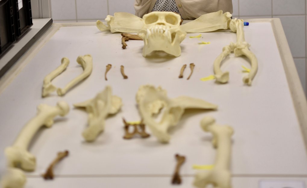 Zooarchaeology and ZooMS