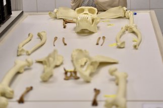 Zooarchaeology and ZooMS